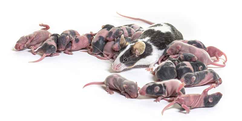 A Look at How Quickly Mice Can Multiply in Your Home Phoenix AZ