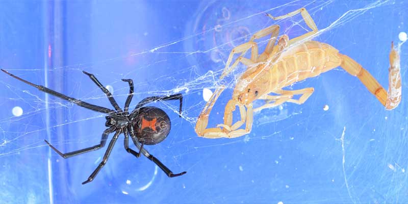 The Most Common Pests in Phoenix to Look Out For Phoenix AZ