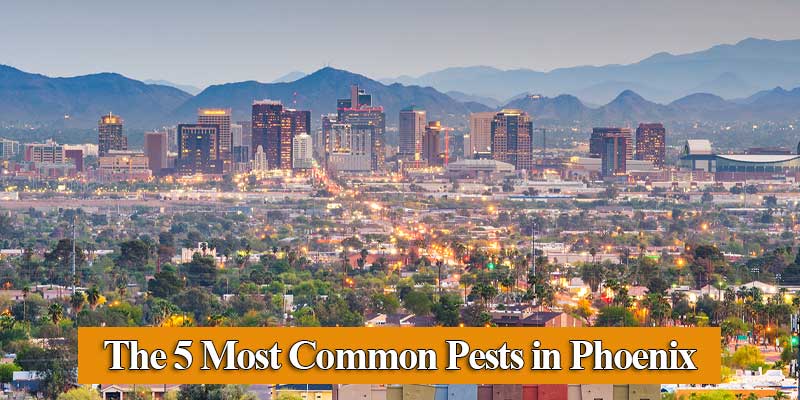 The 5 Most Common Pests in Phoenix AZ