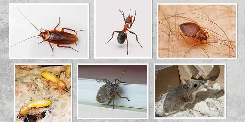 6 Common Pests New Homeowners Encounter in Phoenix. AZ