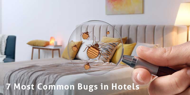 7 Most Common Bugs in Hotels Phoenix AZ