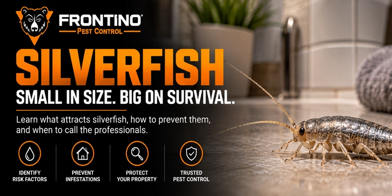 Silverfish Are Stranger Than You Think: 9 Surprising Facts hoenix AZ