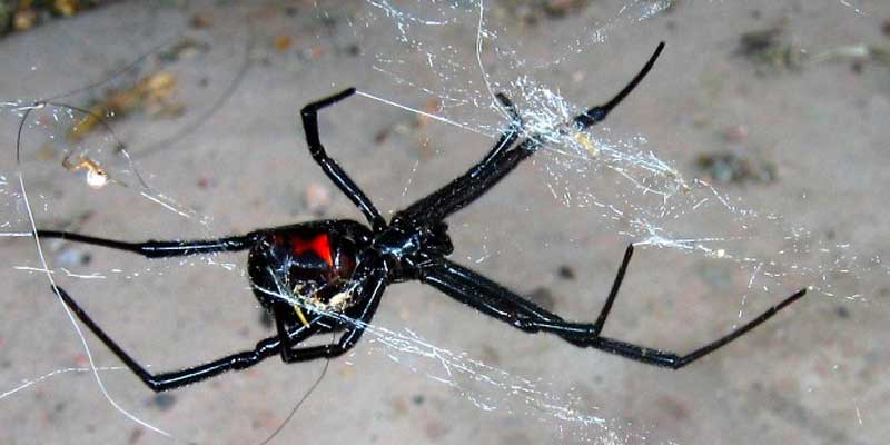 Are the Spiders in Phoenix Dangerous? Phoenix AZ
