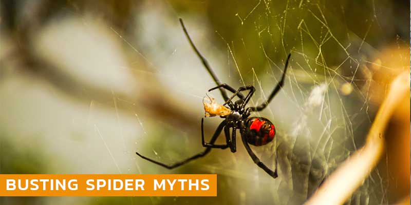 Busting Spider Myths in Phoenix AZ
