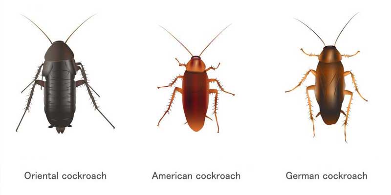 Cockroach Pest Control Guide Phoenix AZ