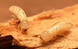 Drywood Termites phoenix, az