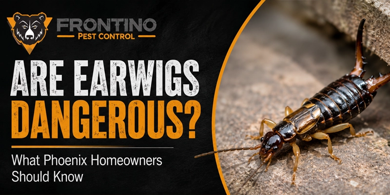 Earwigs in Phoenix: What They Are and How to Get Rid of Them Phoenix AZ