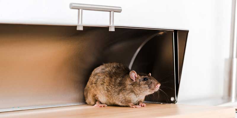 How Can You Get Rid of Mice Once They're Inside Your Home? Phoenix AZ