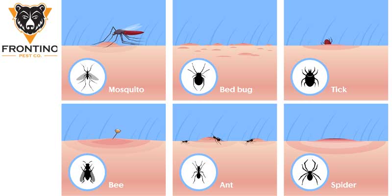 How to Identify Bug Bites Phoenix AZ