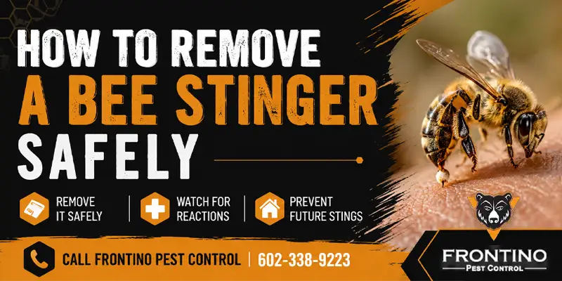 How to Remove a Bee Stinger Safely Phoenix AZ
