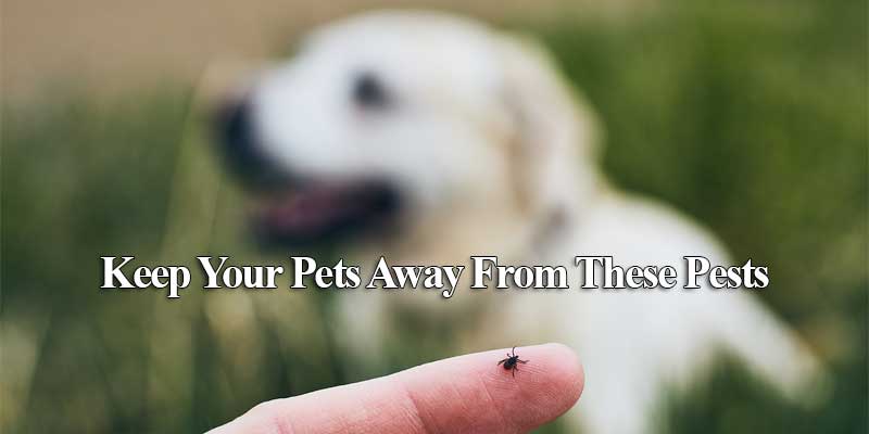 Keep Your Pets Away From These Pests Phoenix AZ