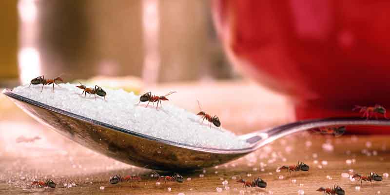 Natural Ant Elimination Tips Phoenix AZ