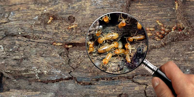 Should You Buy a Home That Has Had Termites? Phoenix AZ