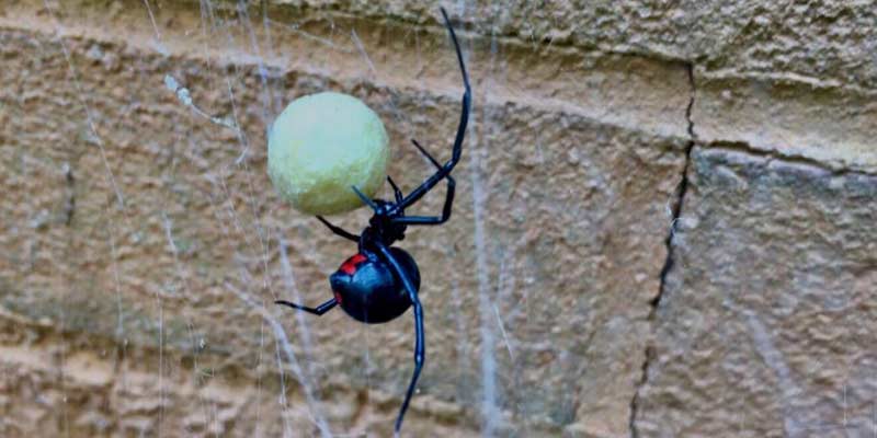 6 Signs You Have a Spider Infestation Phoenix AZ