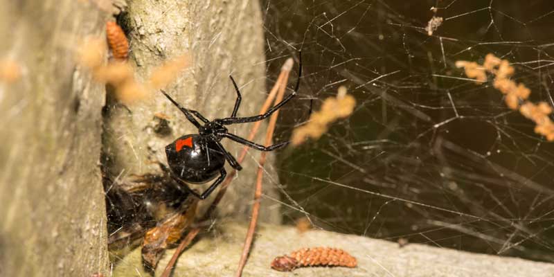 Spider Pest Control Guide Phoenix AZ