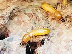 Subterranean Termites phoenix, az