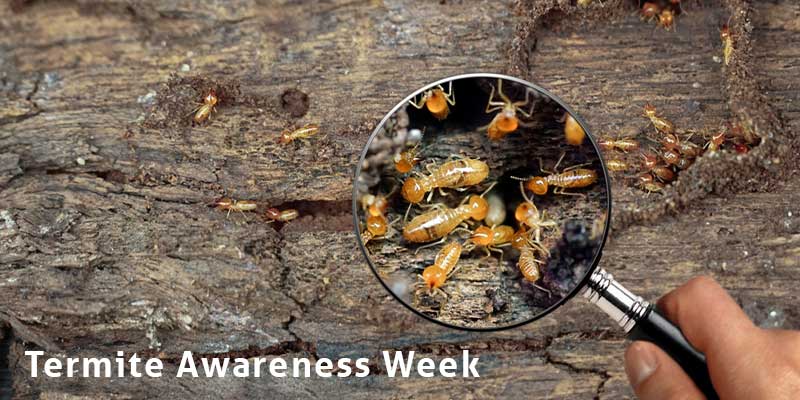 Termite Awareness Week is Coming Up Phoenix AZ