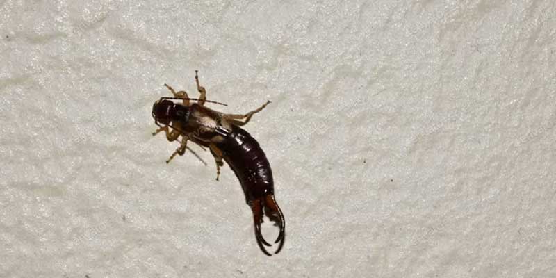 winter-pest problems Phoenix AZ