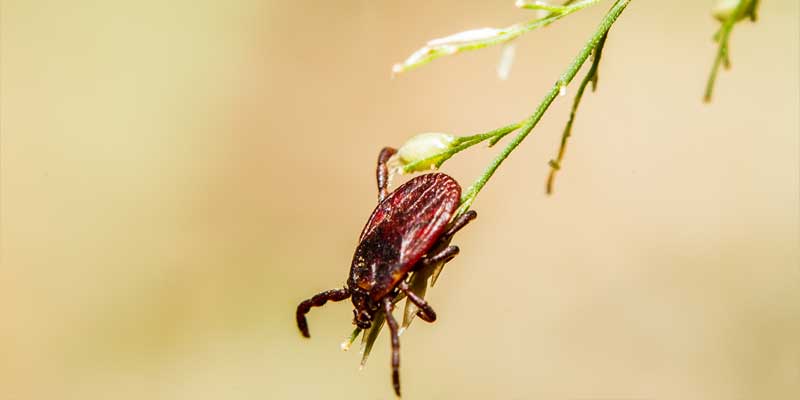 Ticks and Lyme Disease in Arizona in Phoenix AZ