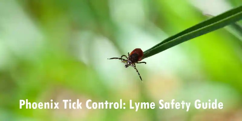 Ticks and Lyme Disease: How to Protect Your Family and Pets Phoenix AZ