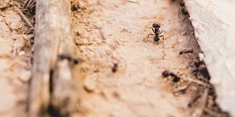 Top Natural Ways to Get Rid of Ants Phoenix AZ