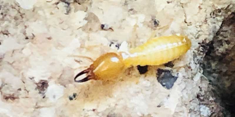 Types of Arizona Termites Phoenix AZ