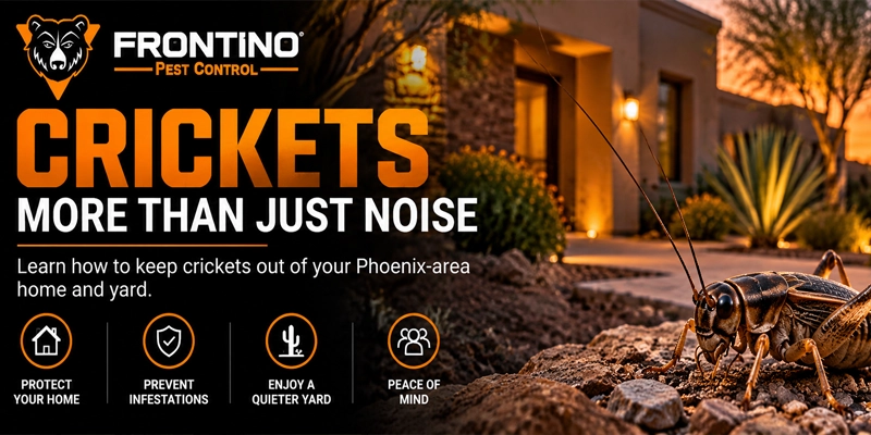 More Than Just Noise: Why Cricket Control is Important Around Your Home Phoenix AZ