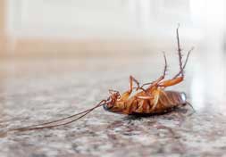 Cockroach exterminator phoenix, az home
