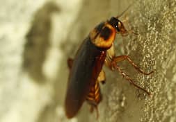 Cockroach exterminator phoenix, az
