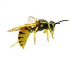 wasp removal phoenix, az