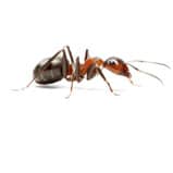 ant exterminator phoenix, az