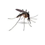 mosquito treatement phoenix, az