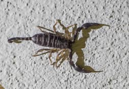 scorpion exterminator phoenix, az