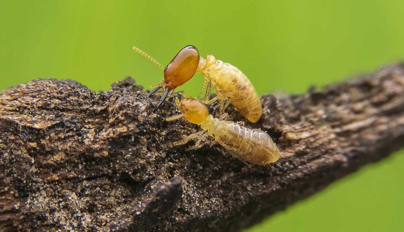 termite exterminator phoeniz, az