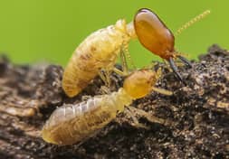 Termite exterminator phoenix, az