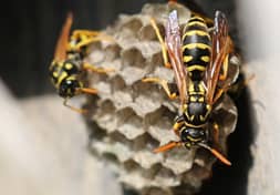 Wasp, Hornet exterminator phoenix, az